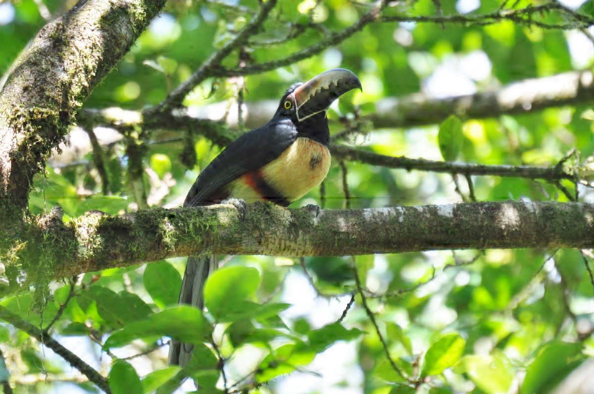 Collared Aracari - ML620762103