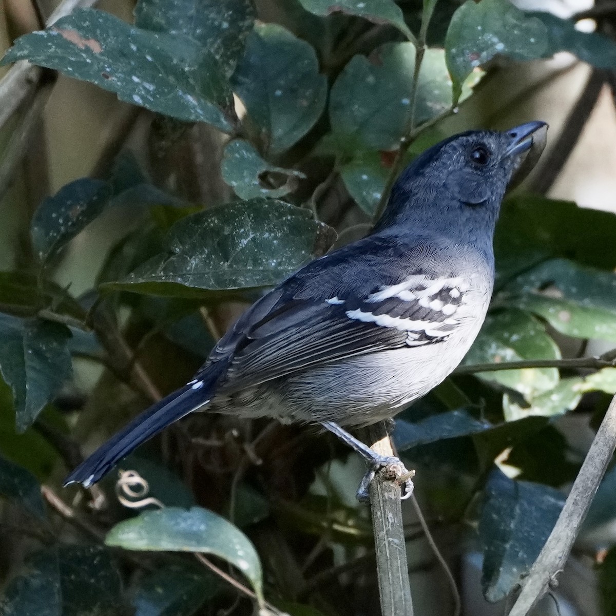 Variable Antshrike - ML620762104