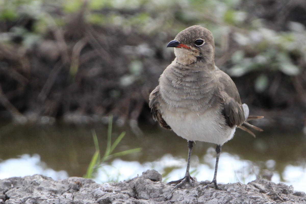 Collared Pratincole - ML620762108