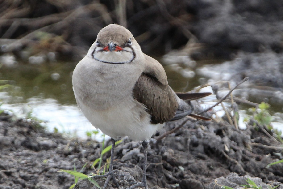 Collared Pratincole - ML620762110