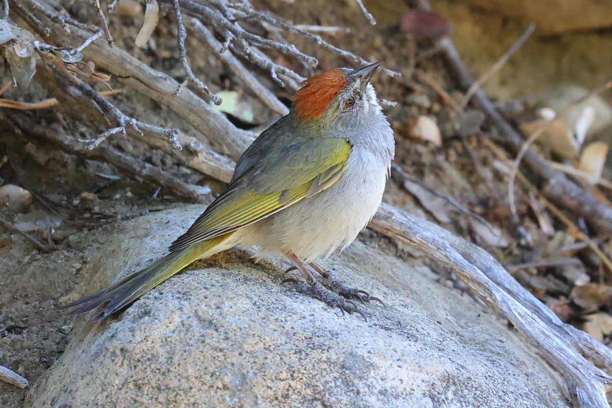 Green-tailed Towhee - ML620762112