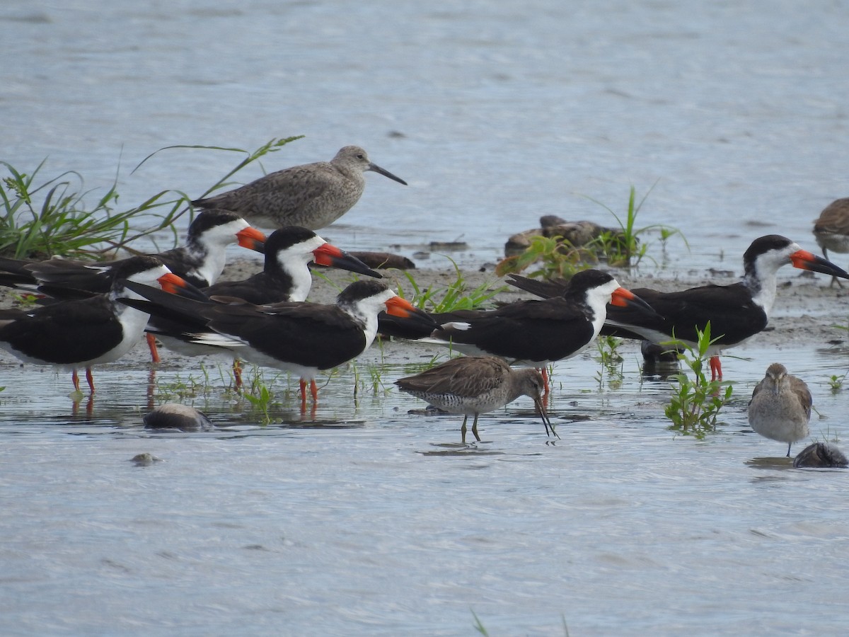 Black Skimmer - ML620762116