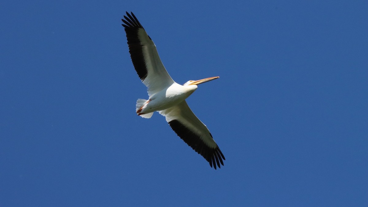 American White Pelican - ML620762120