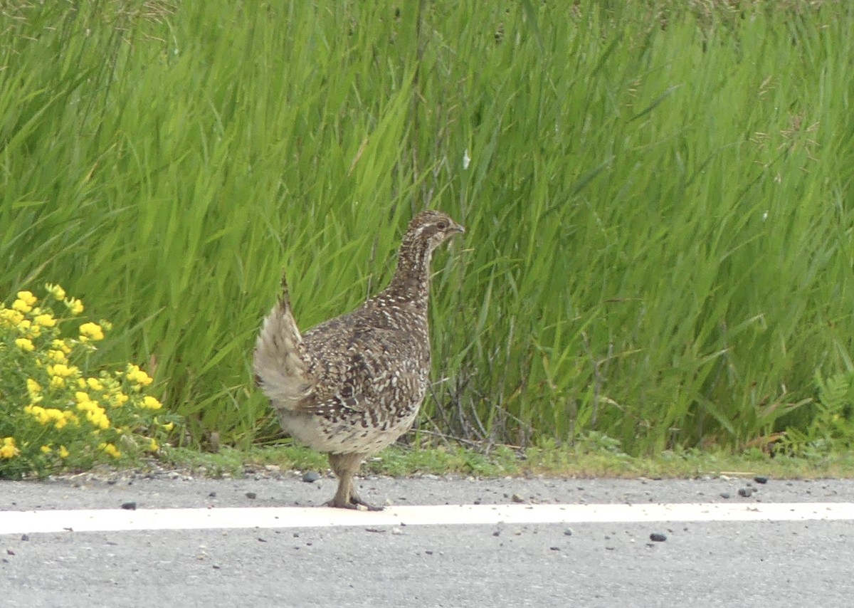 Sharp-tailed Grouse - ML620762121