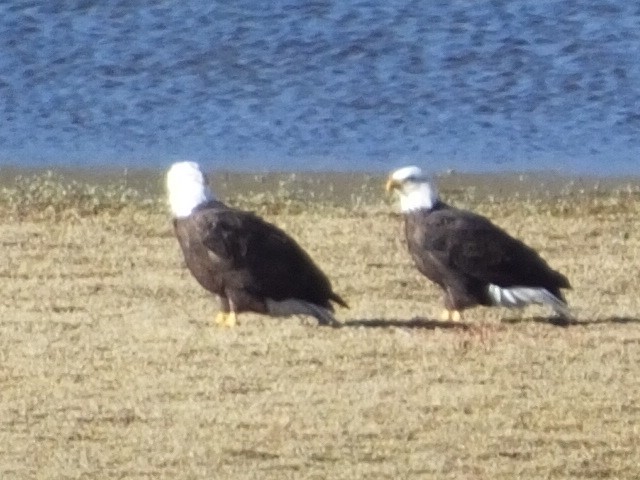 Bald Eagle - ML620762122