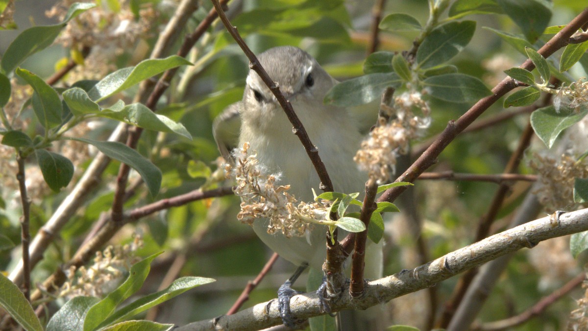 Warbling Vireo - ML620762125