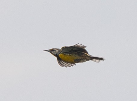 Eastern Meadowlark - ML620762127