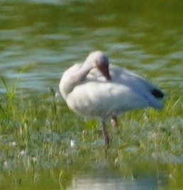 Ibis Blanco - ML620762128