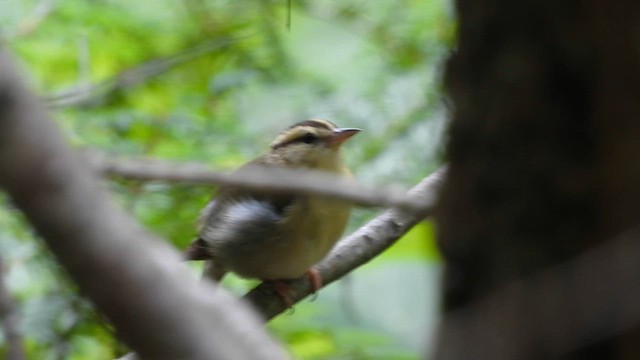 Worm-eating Warbler - ML620762129