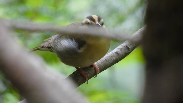 Worm-eating Warbler - ML620762131