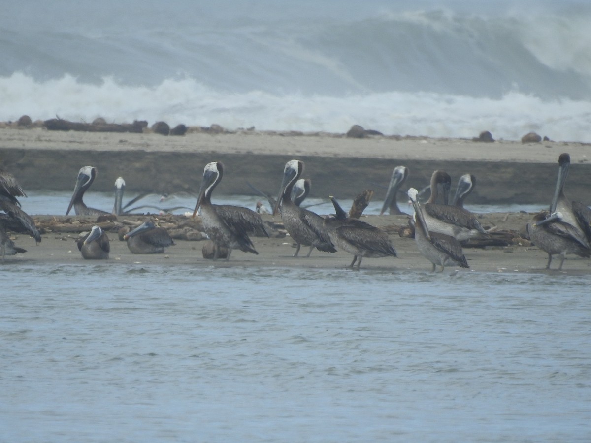 pelikán hnědý - ML620762132