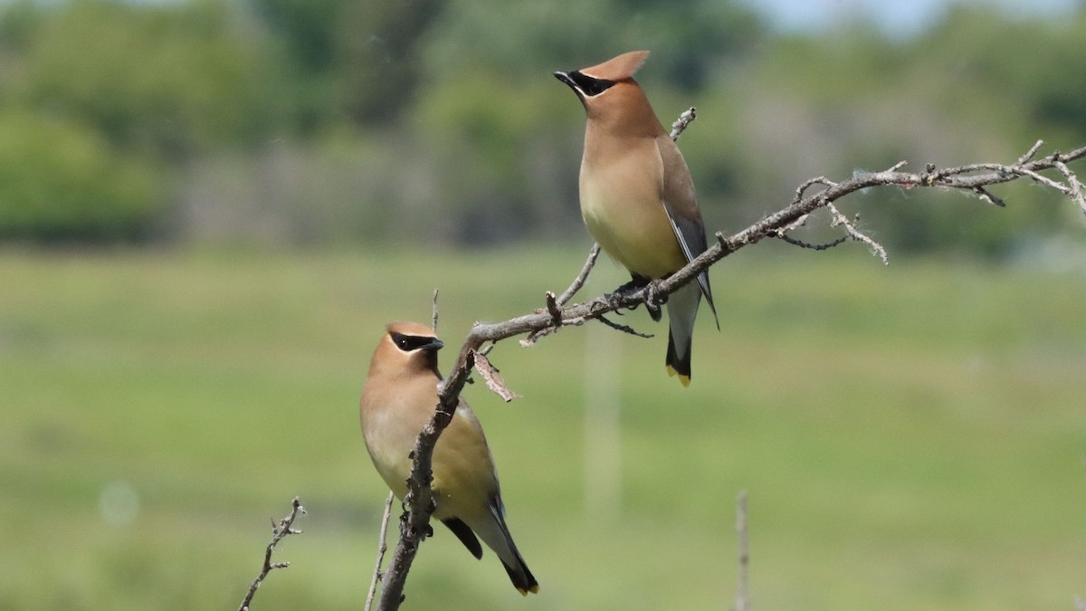 Cedar Waxwing - ML620762133