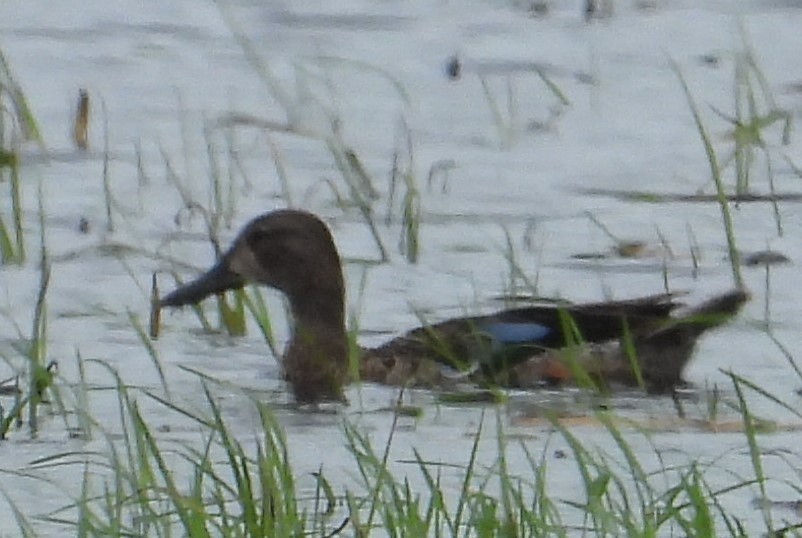 Blue-winged Teal - ML620762135