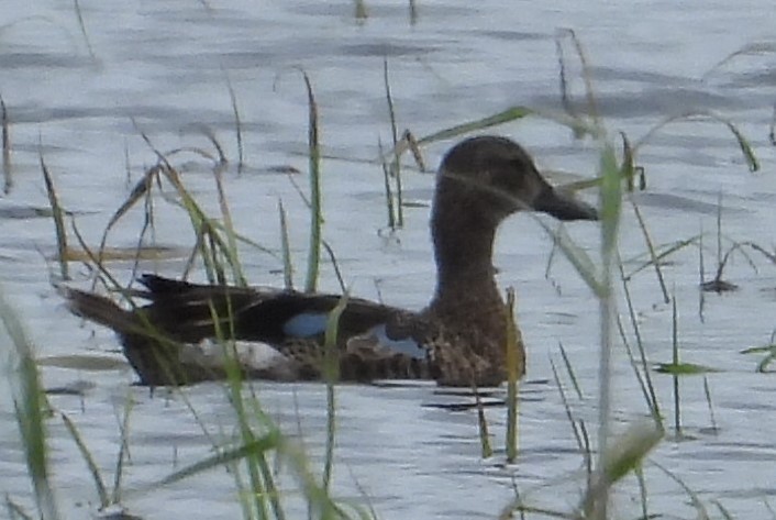 Blue-winged Teal - ML620762136