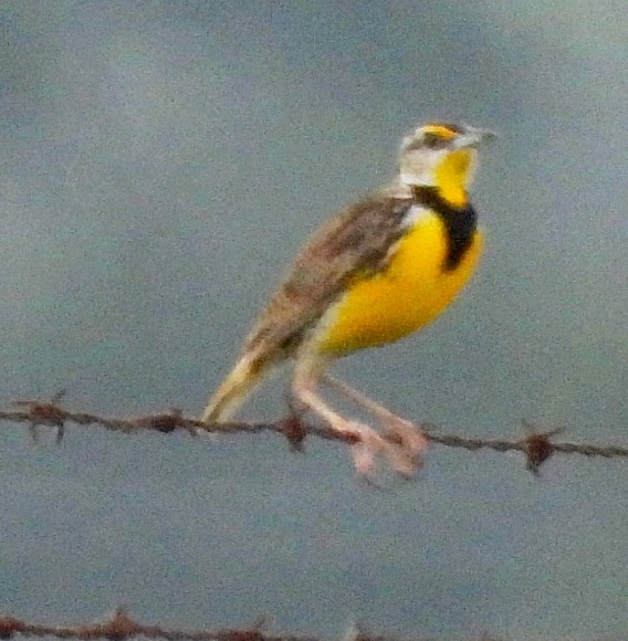 Eastern Meadowlark - Cheryl Huner