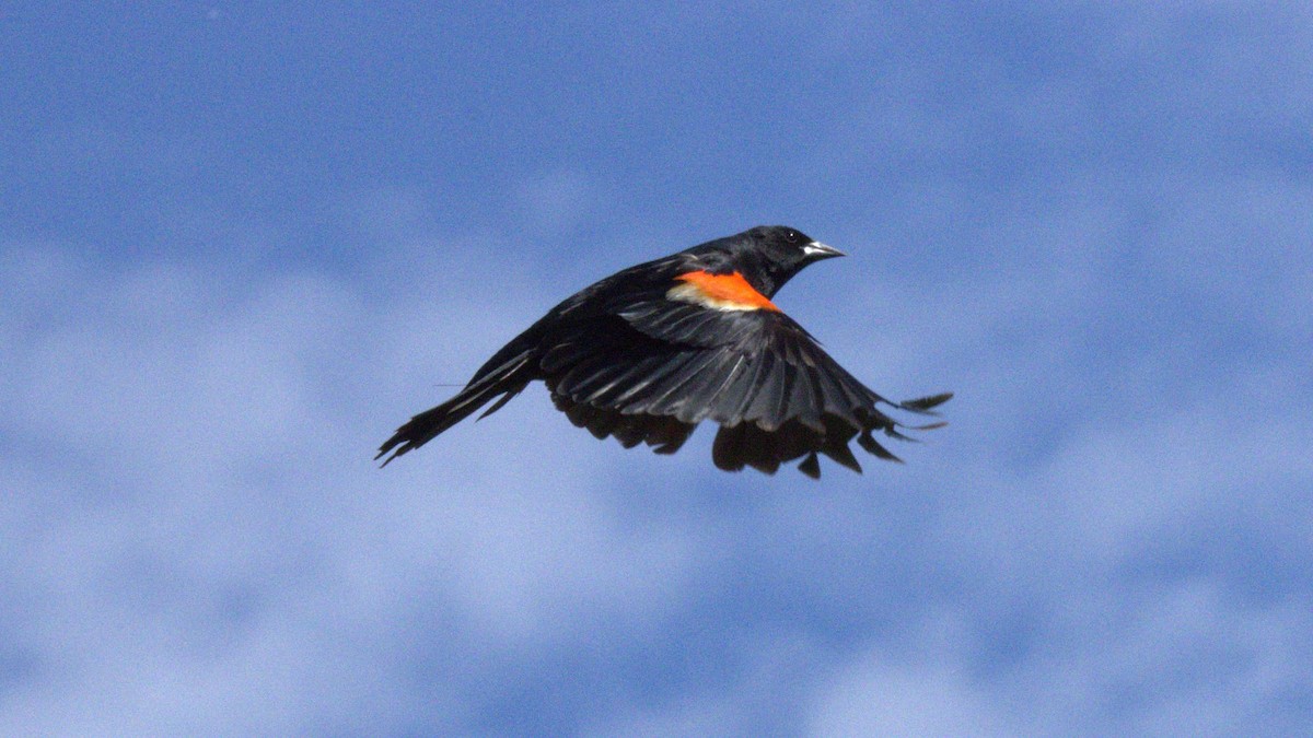Red-winged Blackbird - ML620762141