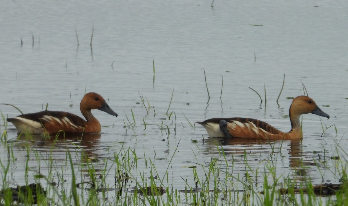 Fulvous Whistling-Duck - ML620762143