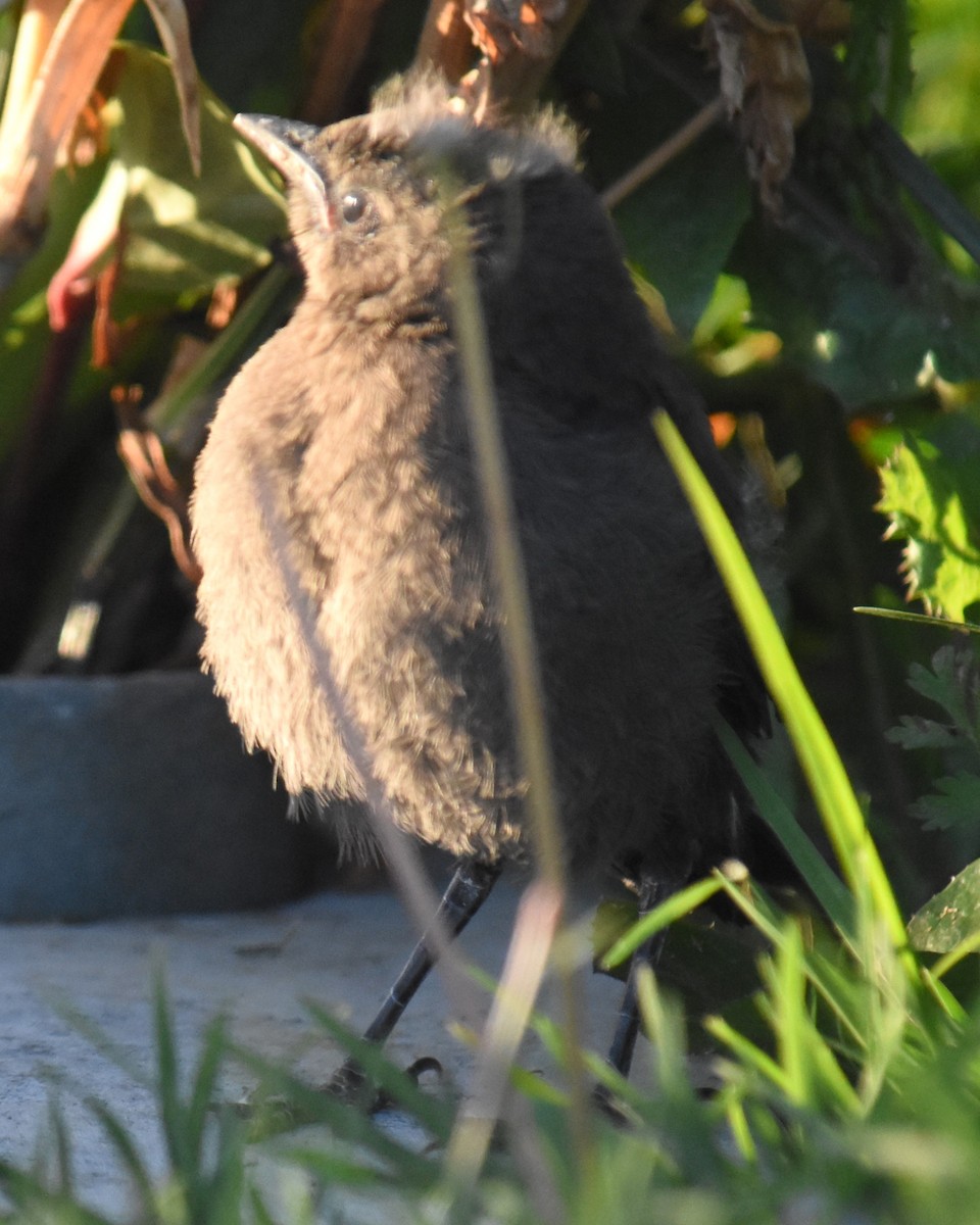 European Starling - ML620762144