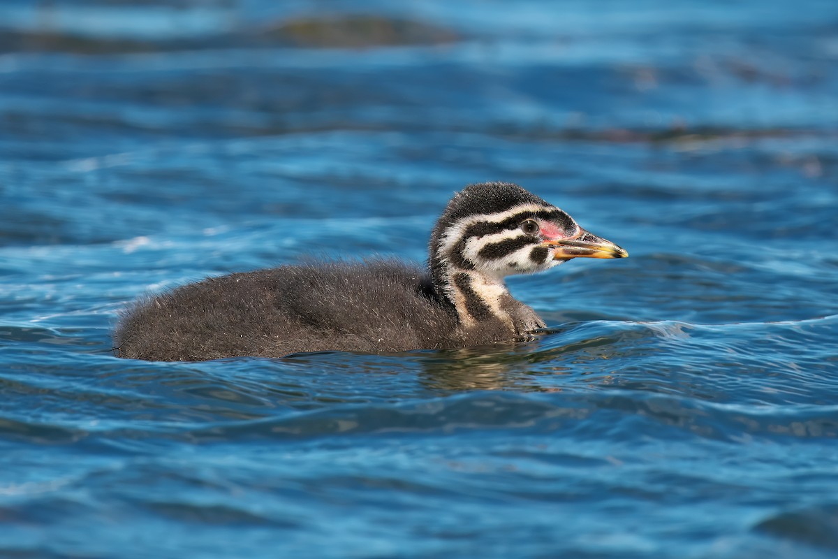 Red-necked Grebe - ML620762145