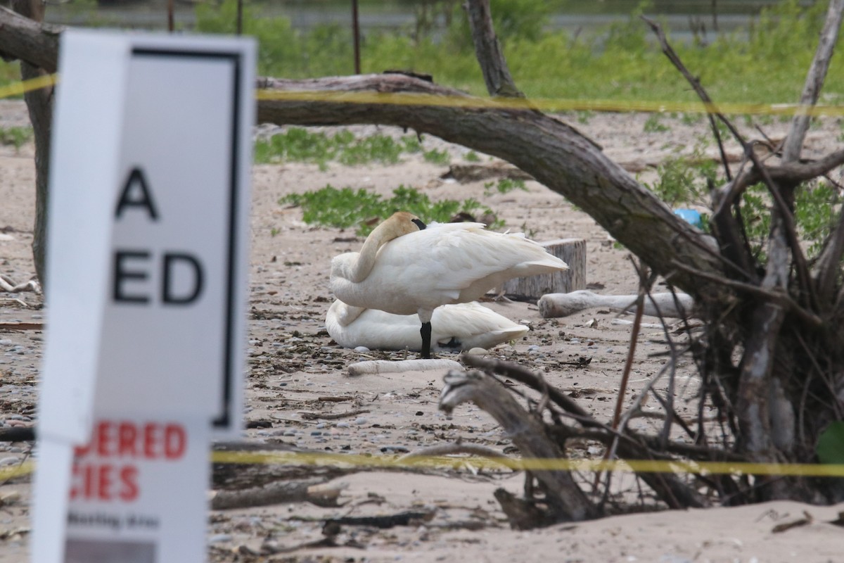 Trumpeter Swan - ML620762149