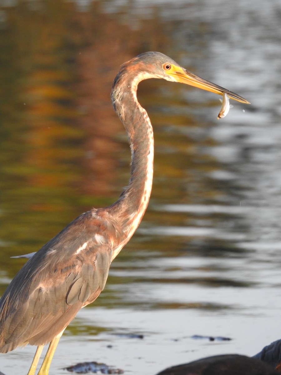 Tricolored Heron - ML620762151