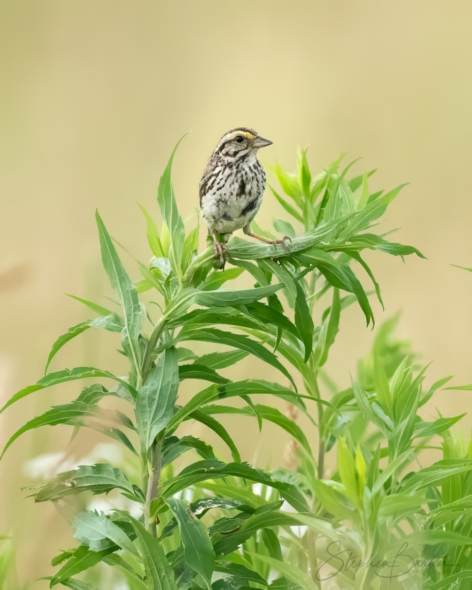 Savannah Sparrow - ML620762157