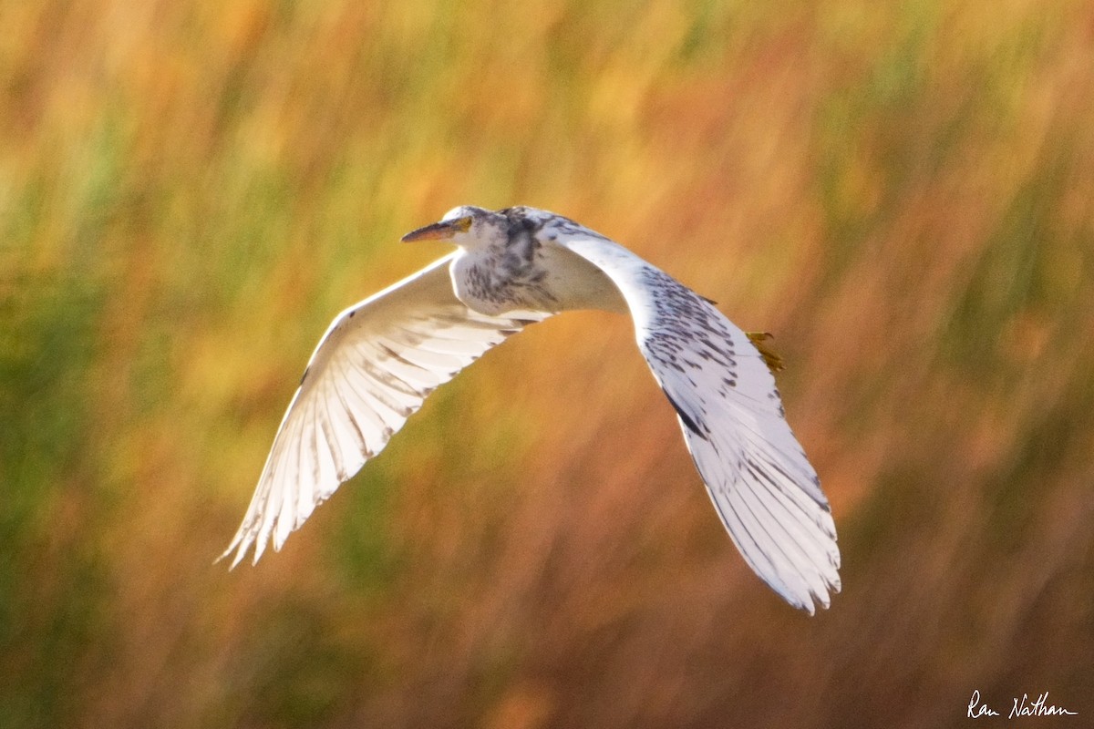 Western Reef-Heron - Ran Nathan