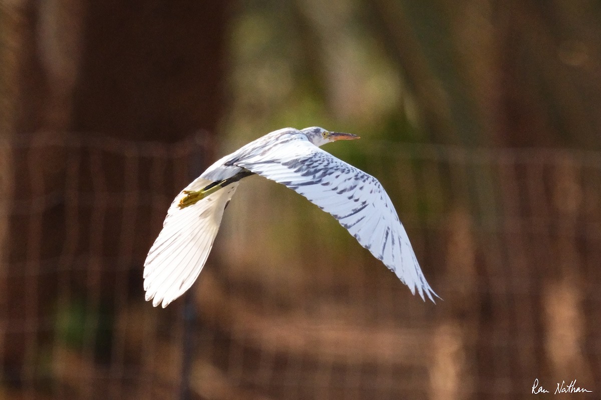 Western Reef-Heron - ML620762161