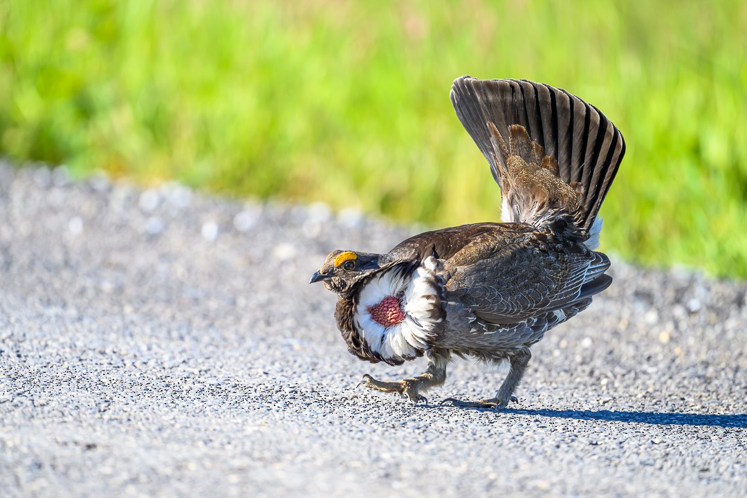 Dusky Grouse - ML620762166