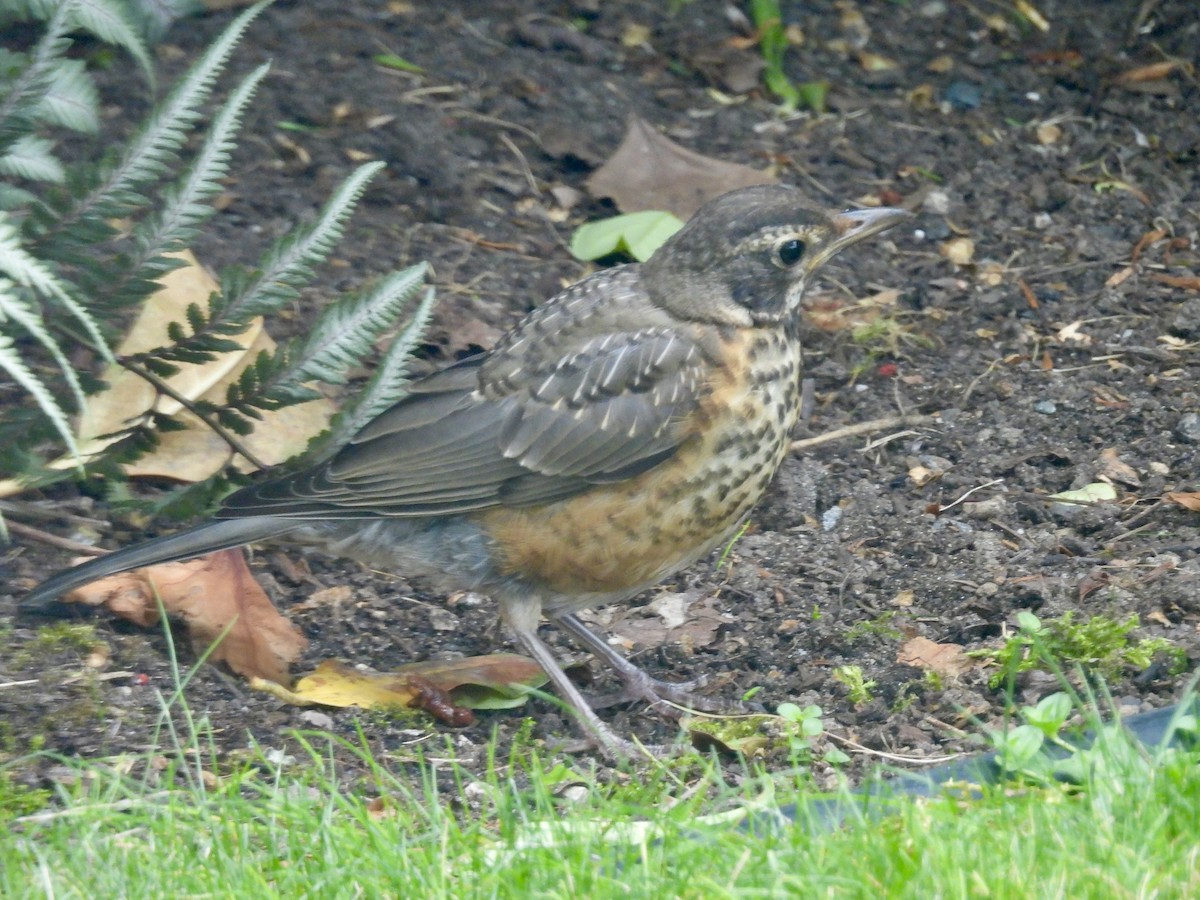 American Robin - ML620762168