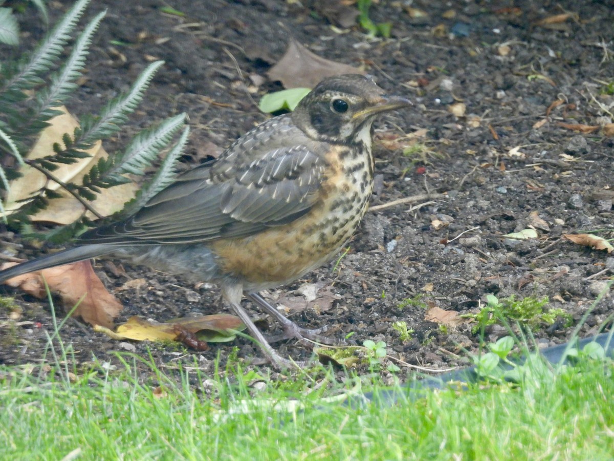 American Robin - Matt Taylor