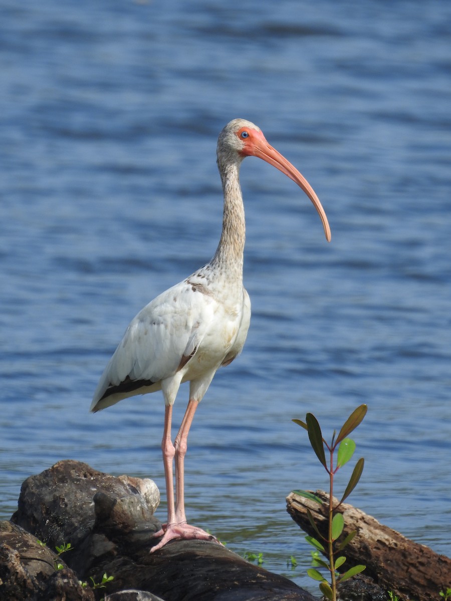 White Ibis - ML620762172