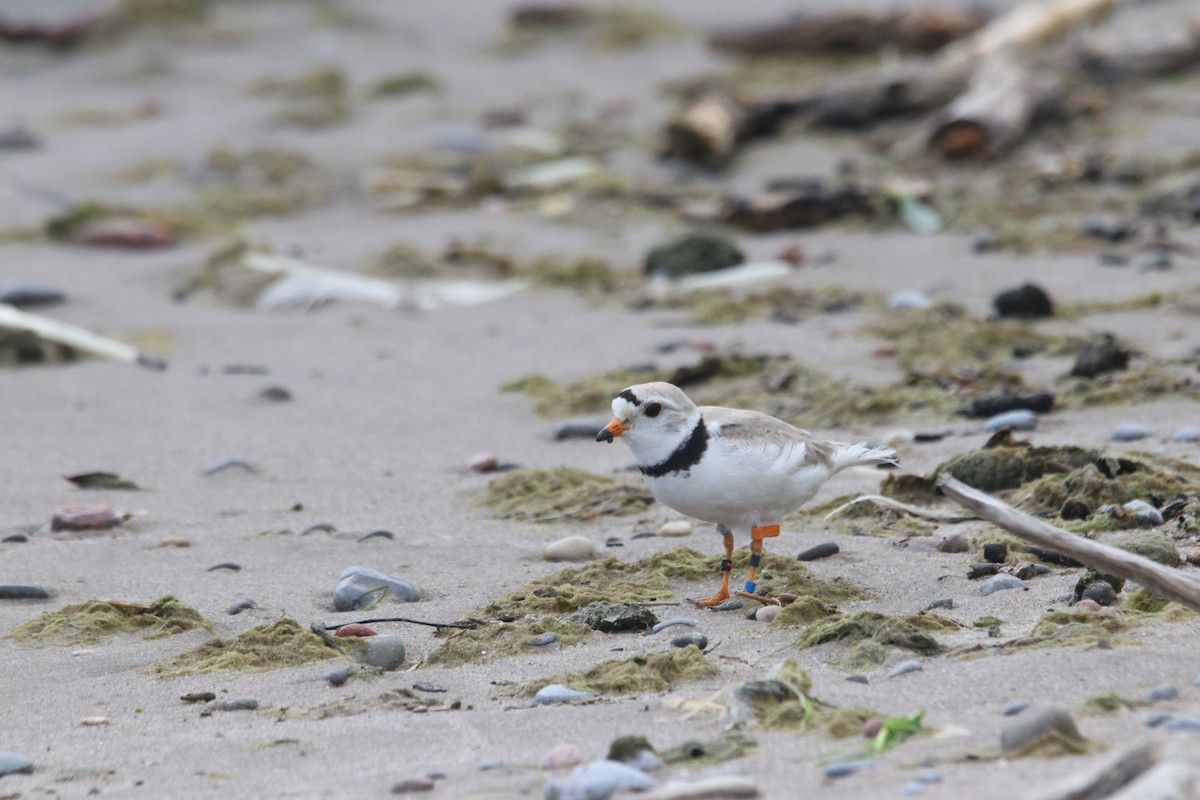 Piping Plover - ML620762174