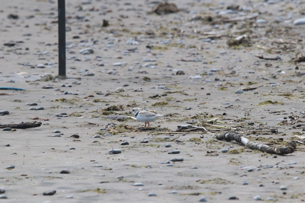 Piping Plover - ML620762175
