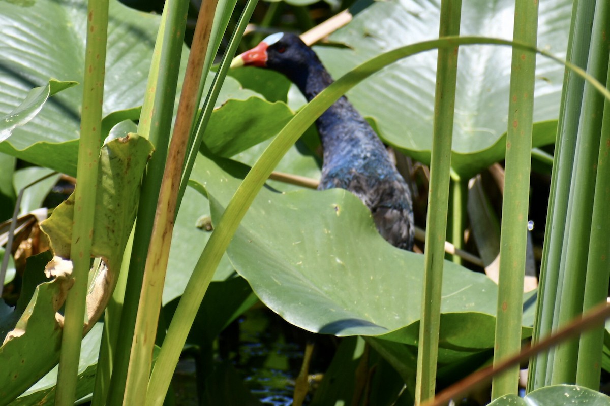 Purple Gallinule - ML620762177