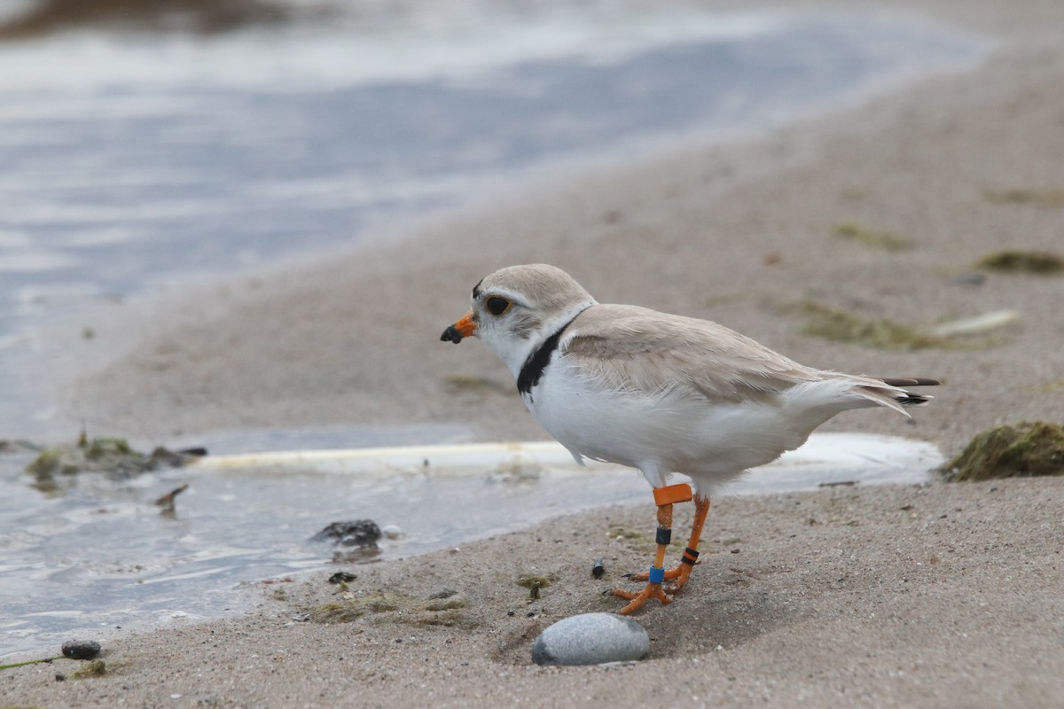 Piping Plover - ML620762178