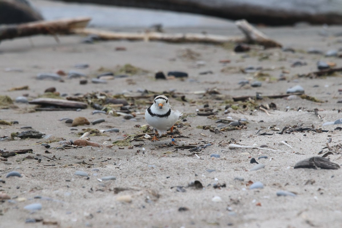 Piping Plover - ML620762179