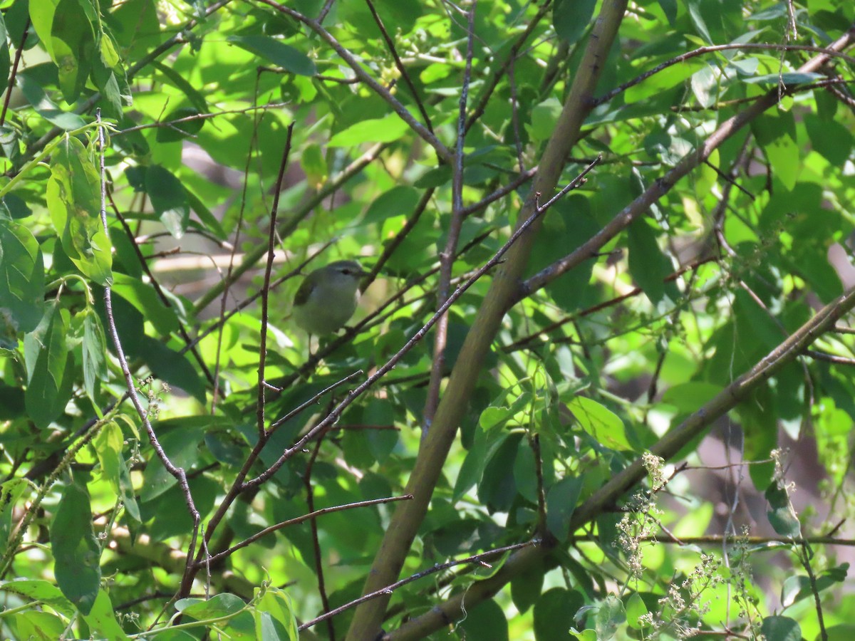 Tennessee Warbler - ML620762180