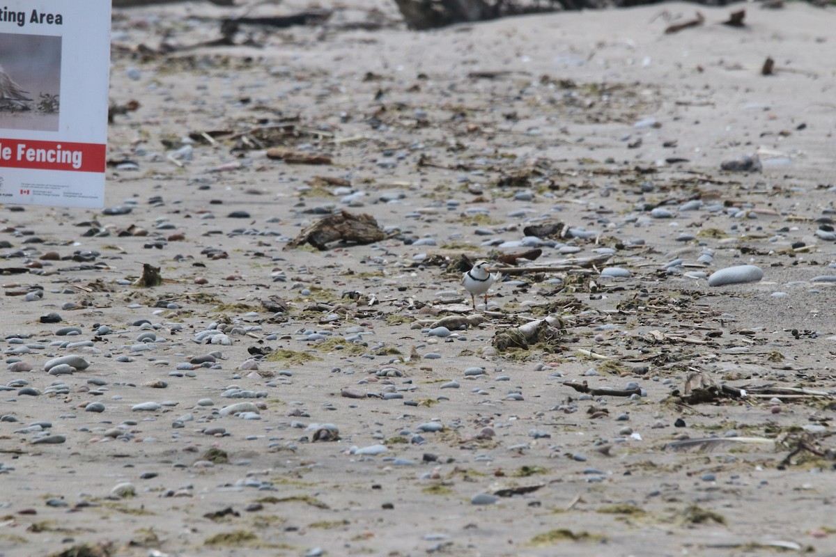 Piping Plover - ML620762181