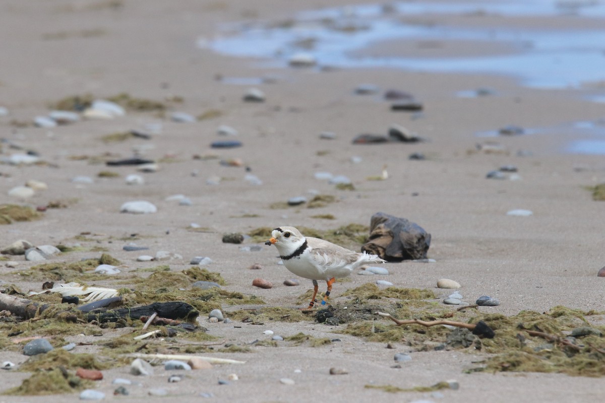 Piping Plover - ML620762182
