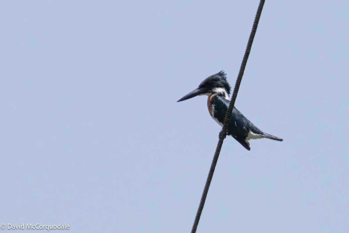 Green Kingfisher - ML620762185