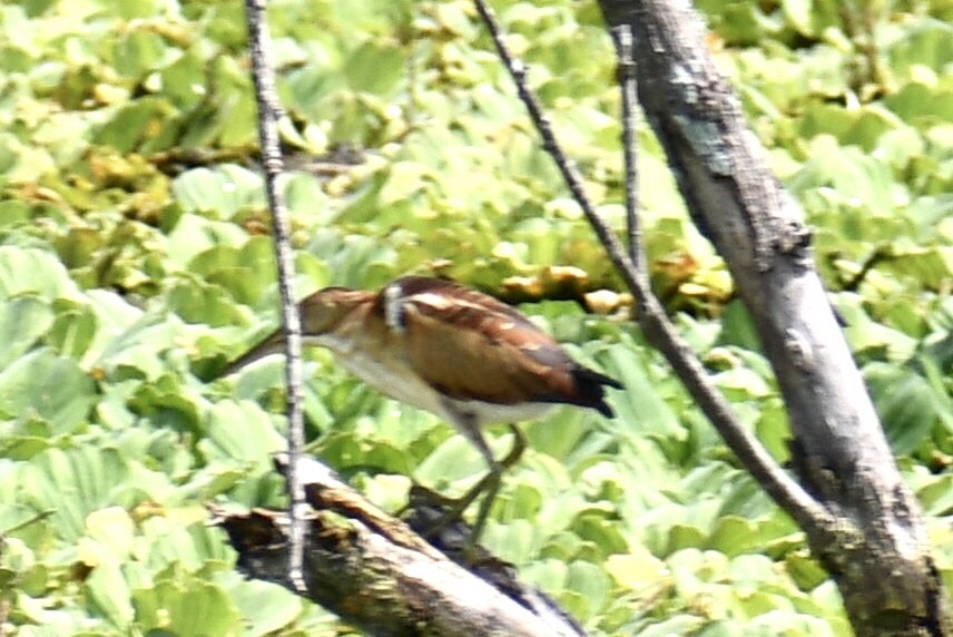 Least Bittern - ML620762188