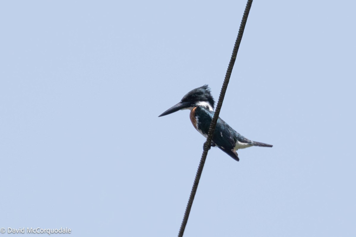 Green Kingfisher - ML620762189