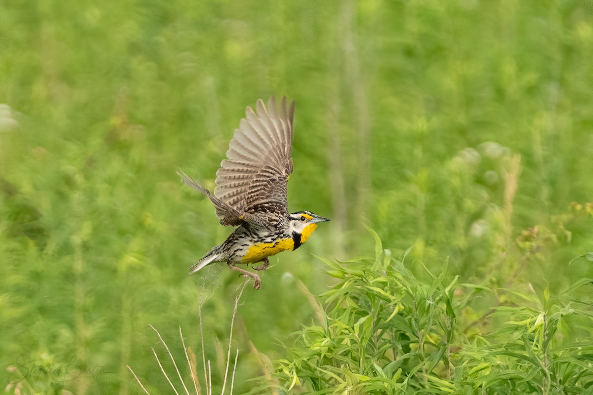 Eastern Meadowlark - ML620762190