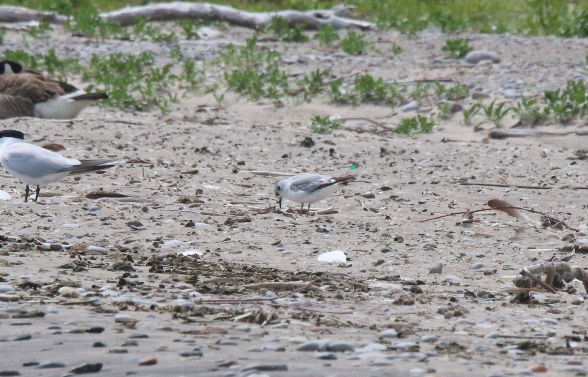 Mouette de Bonaparte - ML620762192