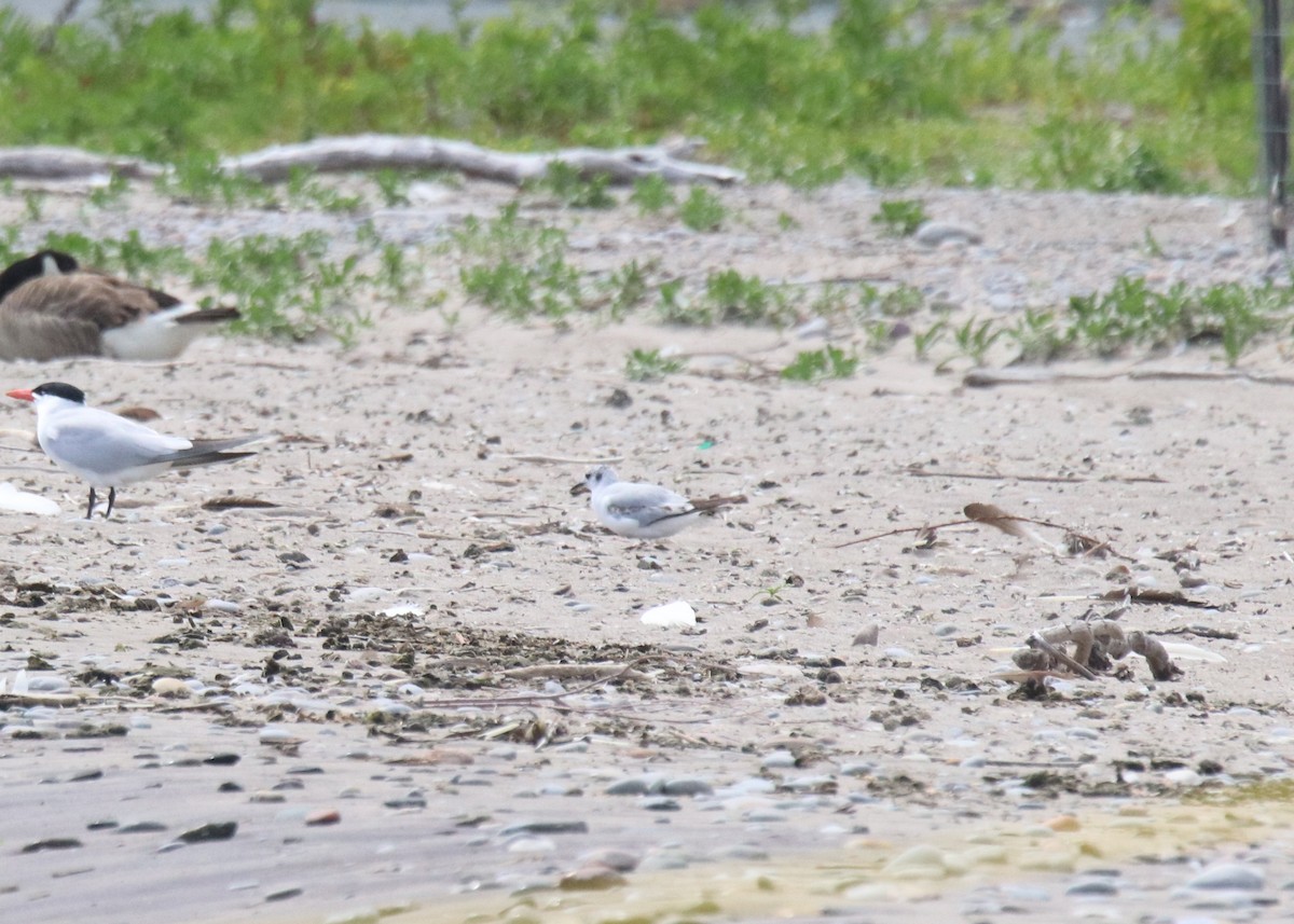 Mouette de Bonaparte - ML620762193