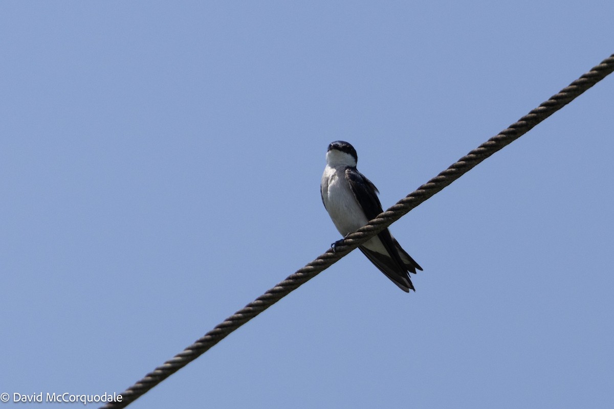 Mangrove Swallow - ML620762199