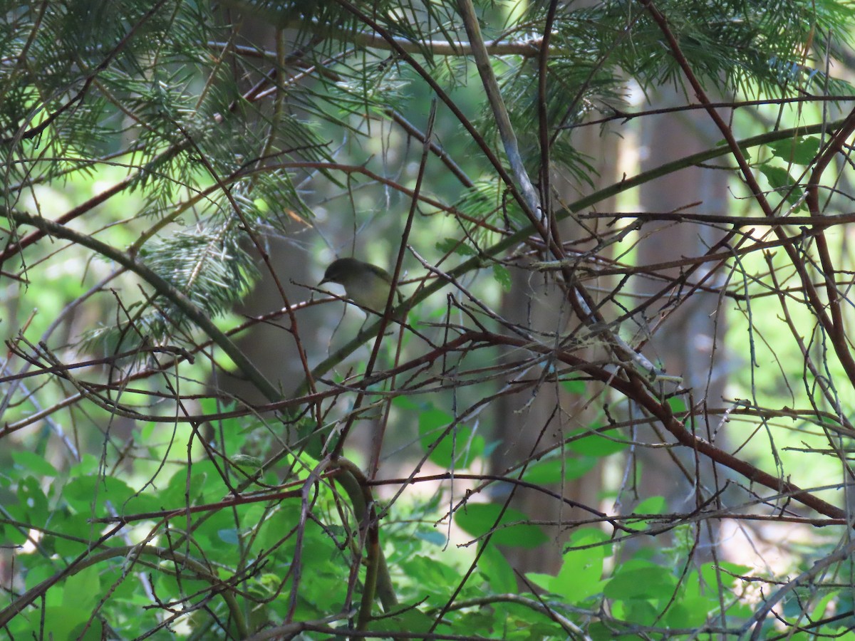 Tennessee Warbler - ML620762201