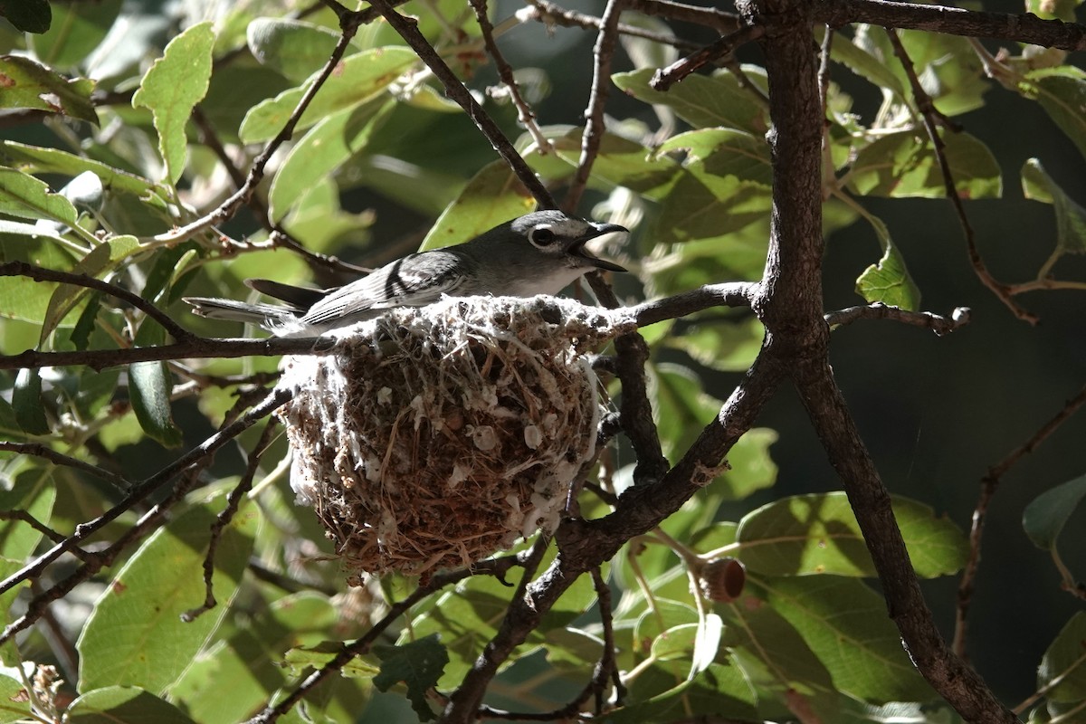 Plumbeous Vireo - George Wallace