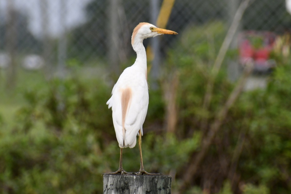 Western Cattle Egret - Steven Weiss